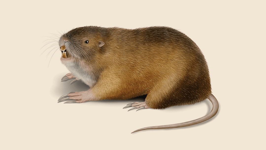 Gopher Illustration