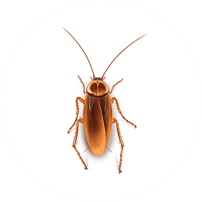 Cockroach illustration