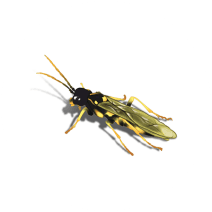 Sawflies