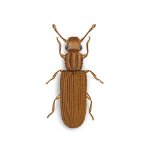 Sawtoothed Grain Beetles