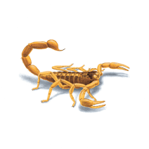 Scorpion