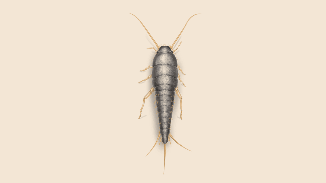 Silverfish illustration