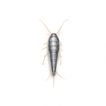 Silverfish Exterminator - How To Identify & Get Rid Of Silverfish