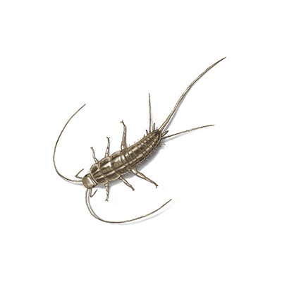 Silverfish Treatment