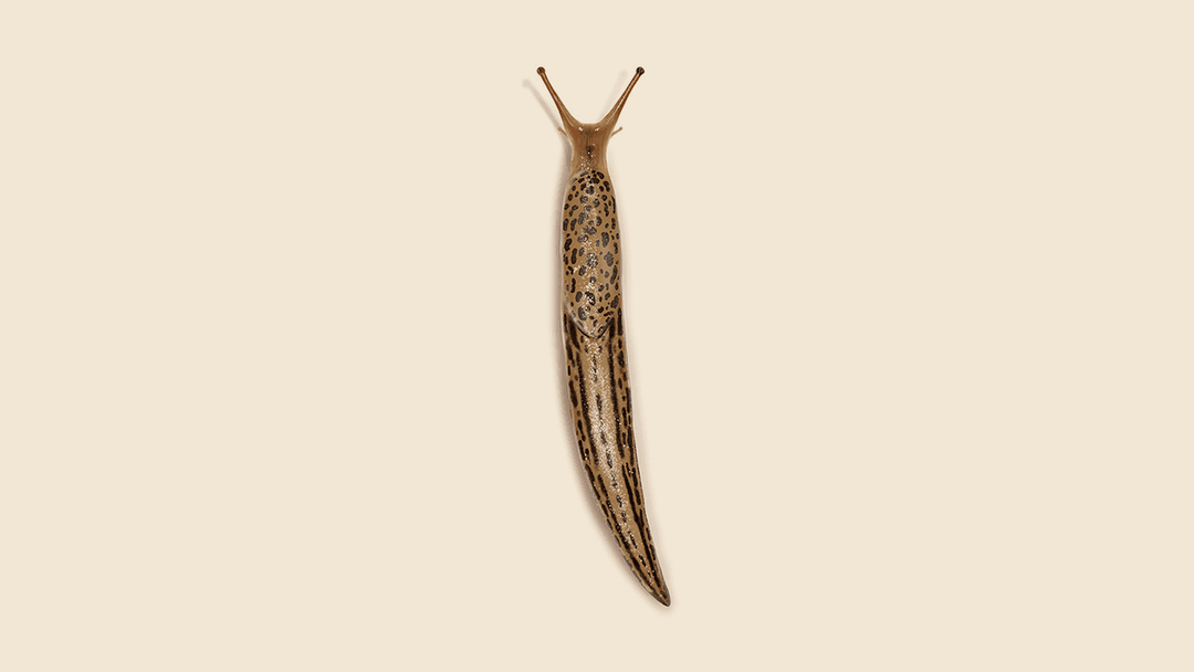 Slug Illustration