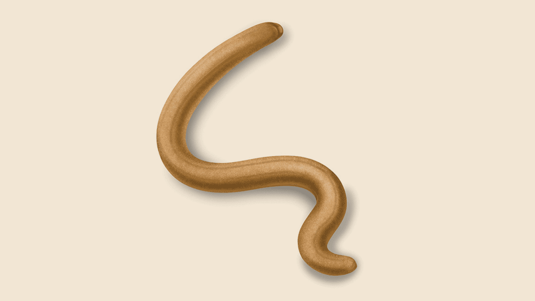 Soybean Cyst Nematode Illustration