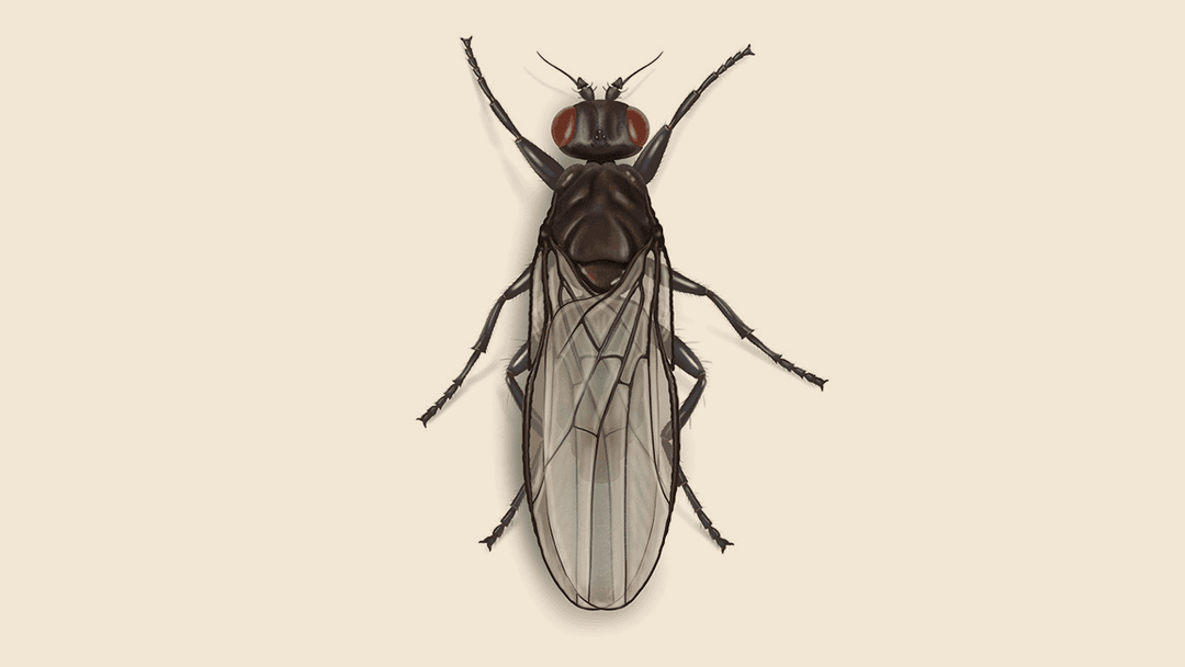 Sphaerocerid Fly Illustration