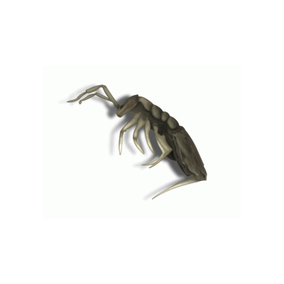 Springtail illustration