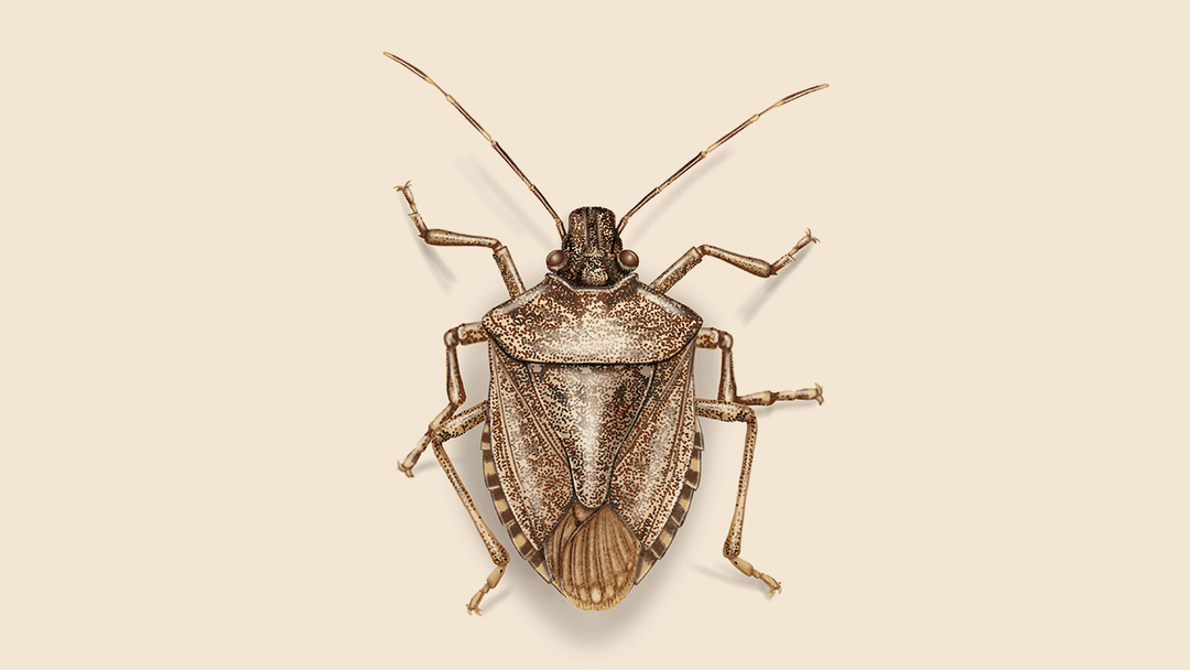 Stink bug illustration