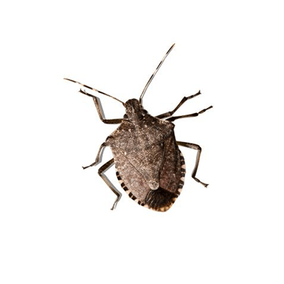 Stink Bug Treatment