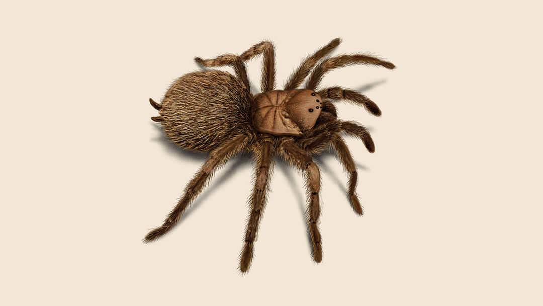 Tarantula illustration