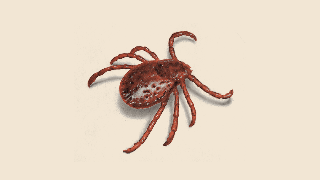 Tick illustration