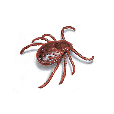 Tick Treatment