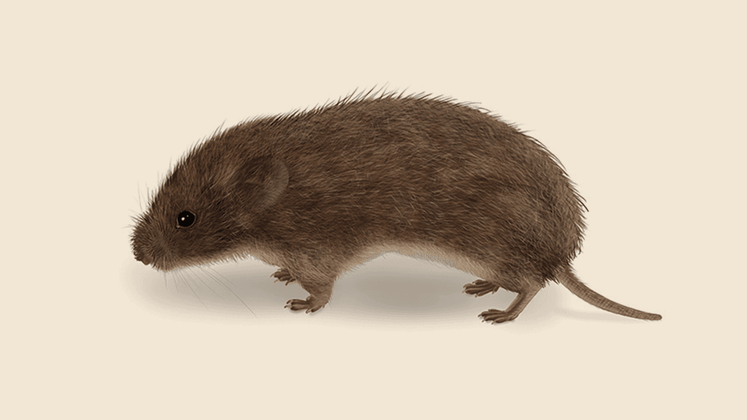 Vole Illustration