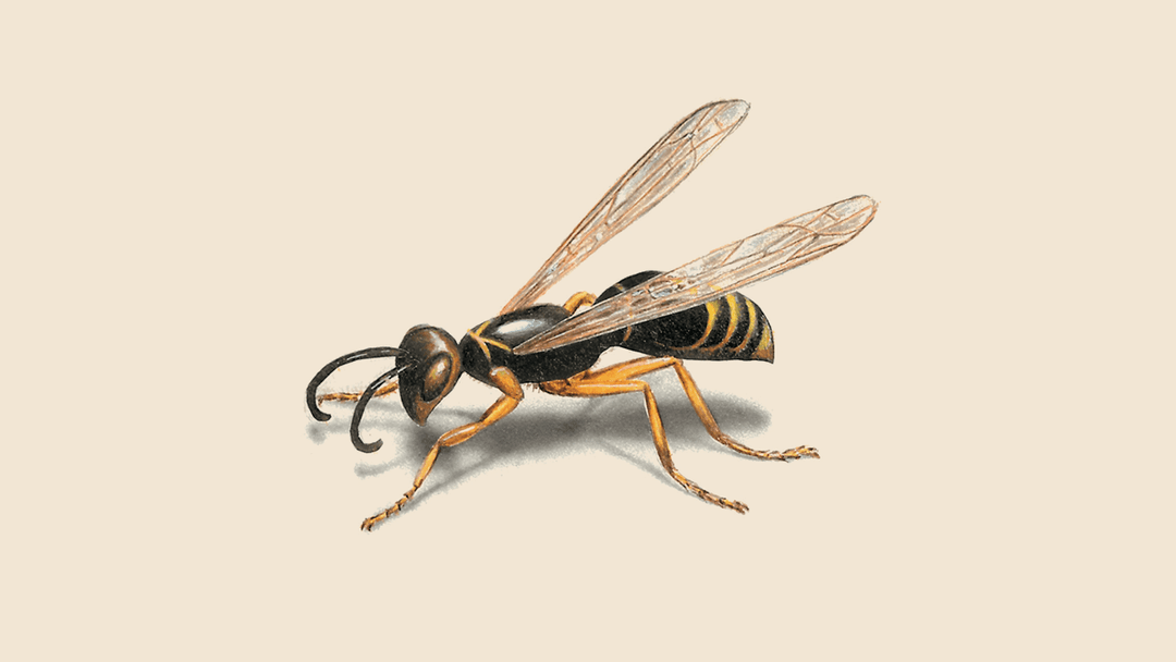 Wasp illustration