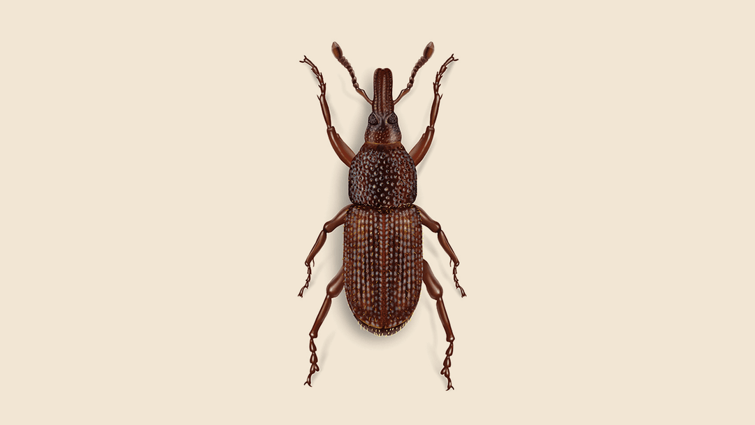 Weevil Illustration