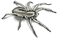 Wolf Spider Illustration