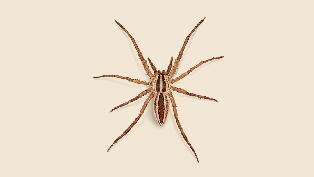 Wolf Spider Illustration