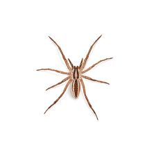 Wolf Spiders