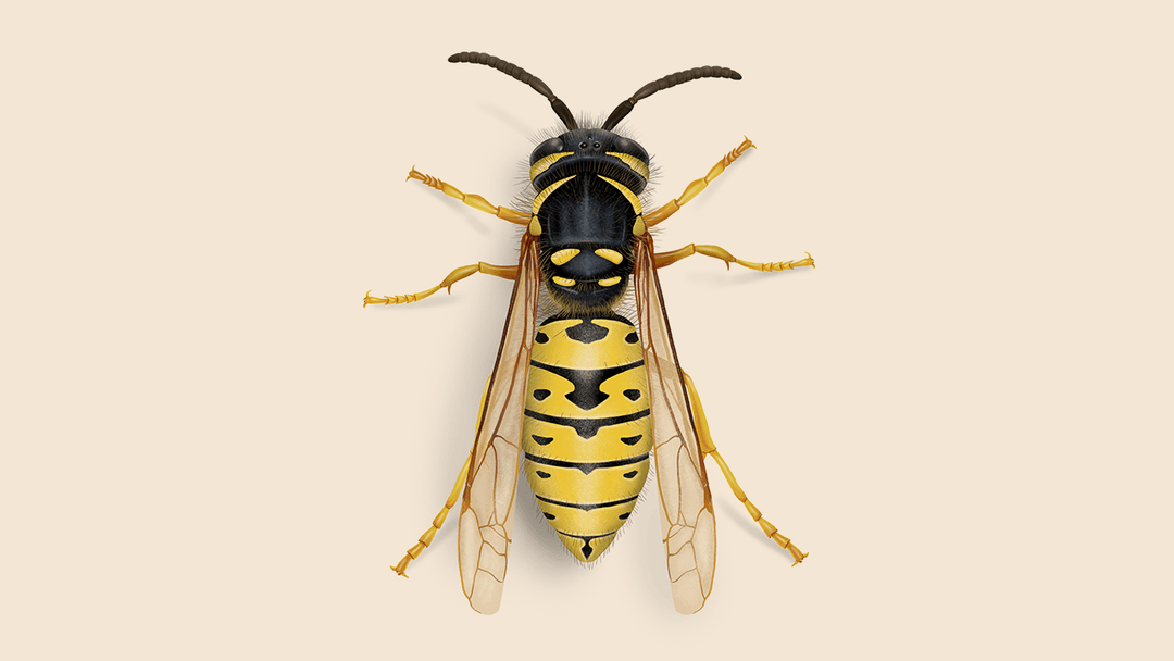 Yellow jacket illustration