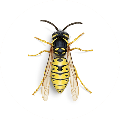 Yellow jacket illustration