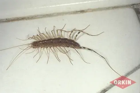 House Centipede